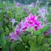 Chinese vialot plant (pink) - image 3