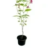Chinese vialot plant (pink) - image 4