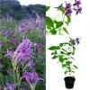 Chinese vialot plant ( purple )
