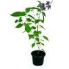 Chinese vialot plant ( purple ) - image 2