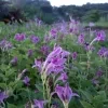 Chinese vialot plant ( purple ) - image 3