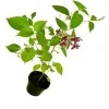 Chinese vialot plant ( purple ) - image 4
