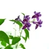 Chinese vialot plant ( purple ) - image 5