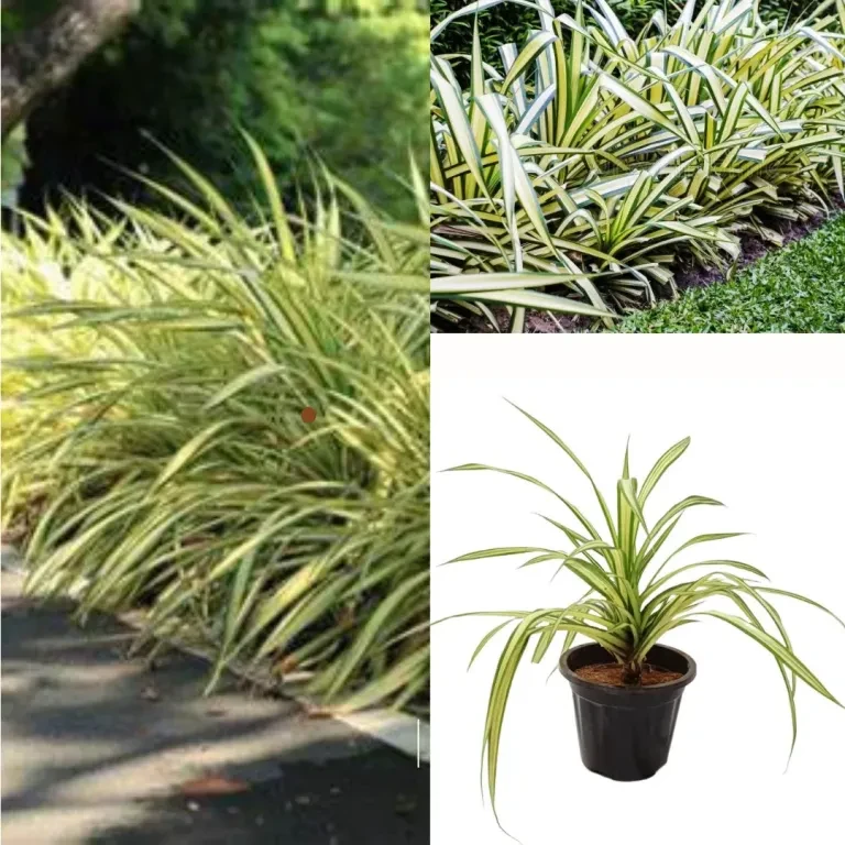 Chlorophytum spider plant