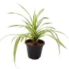 Chlorophytum spider plant - image 2