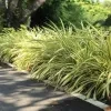 Chlorophytum spider plant - image 3