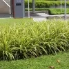 Chlorophytum spider plant - image 4