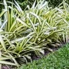 Chlorophytum spider plant - image 5