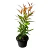 Christina plant - image 2