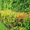 Christina plant - image 3