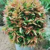 Christina plant - image 5