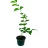 Classic jasmine plant - image 2