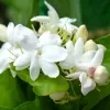 Classic jasmine plant - image 3