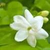 Classic jasmine plant - image 4