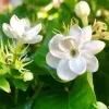Classic jasmine plant - image 5