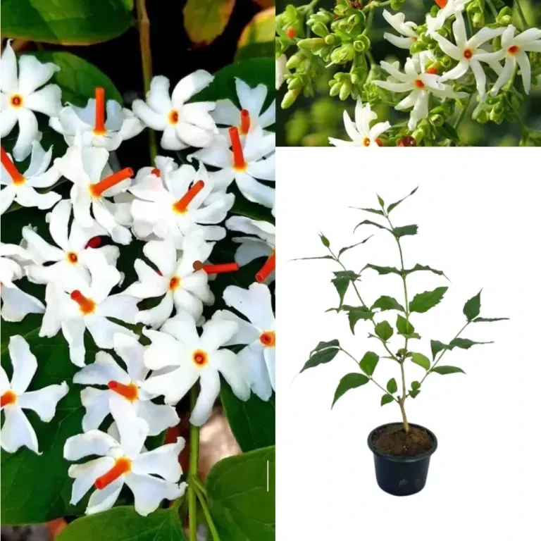 Classic Sepalika Plant