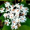 Classic Sepalika Plant - image 2