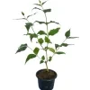 Classic Sepalika Plant - image 3