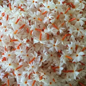 Classic Sepalika Plant - image 4