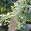 Classic Sepalika Plant - image 5