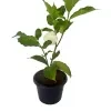 Crape Jasmine Plant (Double petal) - image 2