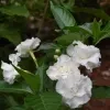 Crape Jasmine Plant (Double petal) - image 3