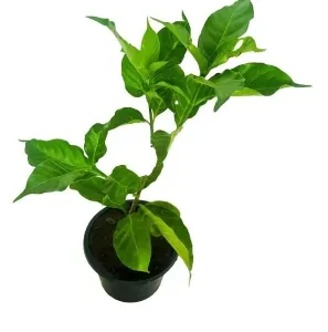 Crape Jasmine Plant (Double petal) - image 4