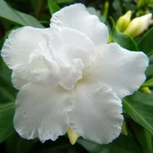 Crape Jasmine Plant (Double petal) - image 5