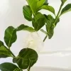 Crape Jasmine Plant (Double petal) - image 6