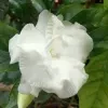 Crape Jasmine Plant (Double petal) - image 7