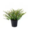 Cuphea plant pink - image 2