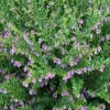 Cuphea plant pink - image 3