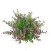 Cuphea plant pink - image 4
