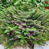 Cuphea plant pink - image 5