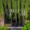 Curtain Creepers Plant - image 2