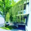 Curtain Creepers Plant - image 3