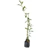 Curtain Creepers Plant - image 4