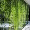Curtain Creepers Plant - image 5