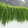 Curtain Creepers Plant - image 6