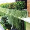 Curtain Creepers Plant - image 7