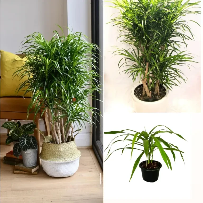 Darkena Anita Plant - image 1