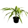 Darkena Anita Plant - image 2