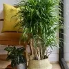 Darkena Anita Plant - image 3