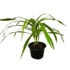 Darkena Anita Plant - image 4