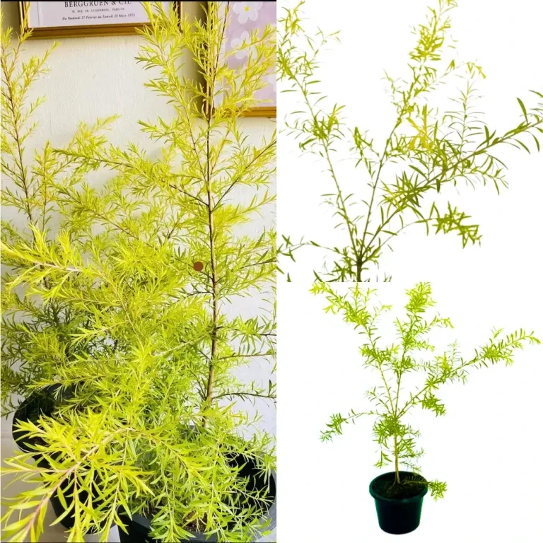 Dewadara Plant (yellow leaf)