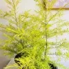 Dewadara Plant (yellow leaf) - image 2