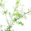 Dewadara Plant (yellow leaf) - image 3