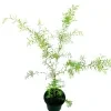Dewadara Plant (yellow leaf) - image 4
