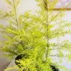 Dewadara Plant (yellow leaf) - image 5