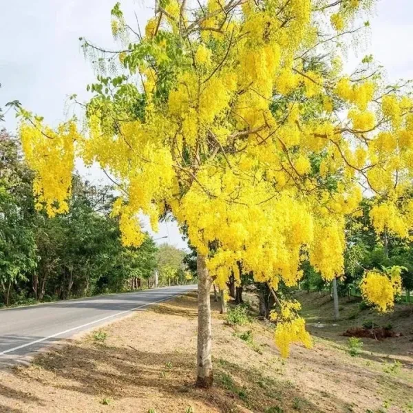 Ehela (Golden Shower) Plant - image 2